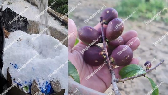 Rrebesh shiu dhe breshër në Fier, dëmtohen të mbjellat e fermerëve: Janë dëmtuar 250 tonë nektarinë (Video)