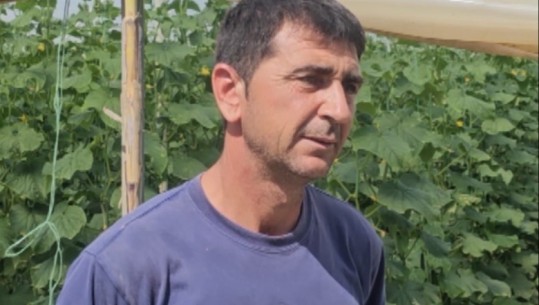 Peqin, fermeri Astrit Haka la emigrimin për të investuar në sera: Prodhimi i mbarë, por fitimi i pakët! 