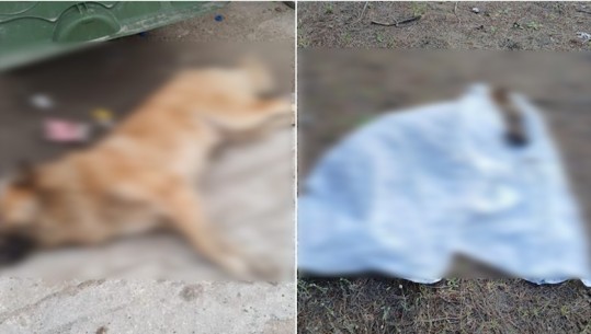 Kafshuan turisten pranë Lungomares në Vlorë, raportohet për disa qen të helmuar