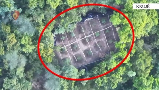 VIDEO/ Droni ‘kap’ parcelat me kanabis në mes të pyllit, pranga 53-vjeçarit në Krujë