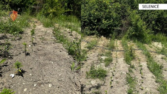 Vlorë, zbulohet parcela me kanabis në Selenicë, në kërkim 30 vjeçari