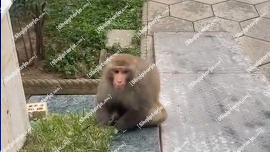 PAMJET/ Majmuni në Sauk panik tek të moshuarit në azil! Institucionet “ping-pong”, pronari 1 mijë euro kush e kap