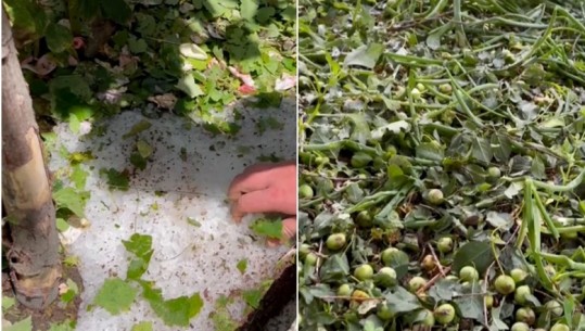 Video/ Breshëri shkreton bujqësinë në Kolonjë, fermerët: Grurin, mollët e kumbullat i lëshoi në tokë! S'ka mbetur asgjë!