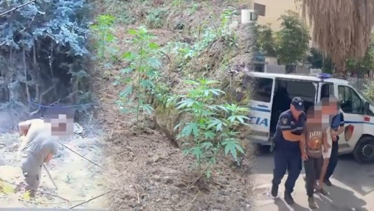 Kultivonin kanabis, arrestohen tre vellezër në Durrës! Momenti kur kapen duke prashitur bimët narkotike