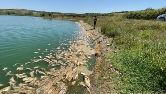 VIDEO/ Tonelata me peshq ngordhin në Fier e Roskovec! Bashkia: Ministria e Bujqësisë të marrë masa për pastrimin e rezervuareve