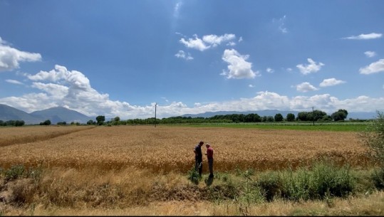 Qindra ton grurë mbetet stok në Maliq, shkak importi i grurit nga Serbia e Ukraina, fermerët drejt falimentit: Të ndërhyjë shteti!