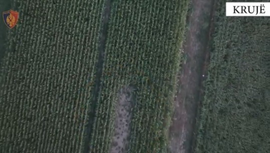 Në mes të arave me misër, droni zbulon parcelat me drogë në Krujë