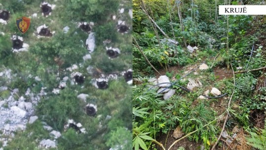 Fushë-Krujë/ Kultivoi bimë narkotike, arrestohet 60 vjeçari