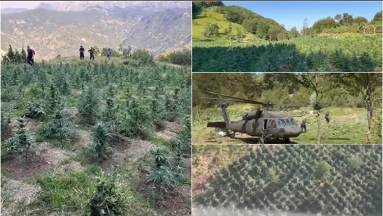 Shkodër/ Helikopteri ‘kap’ parcelat me kanabis, asgjësohen rreth 30 mijë bimë narkotike! Vetëm një në pranga (VIDEO)