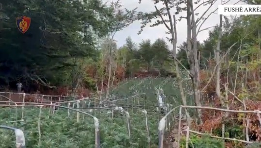 Fushë Arrëz, kultivoi 4 mijë e 520 rrënjë kanabis në Shopel, në pranga 25-vjeçari