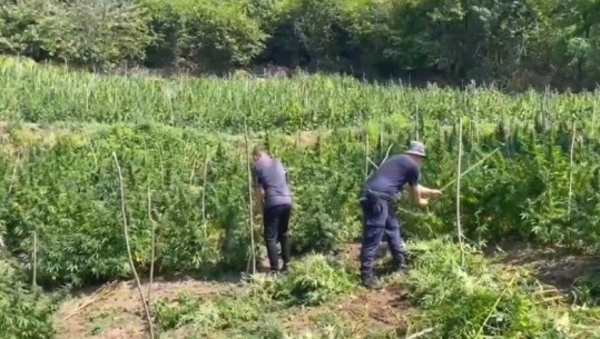 Operacioni ‘Territor i pastër’ në Shkodër, asgjësohen mbi 10 mijë bimë kanabisi! Kontrolle edhe me helikopter