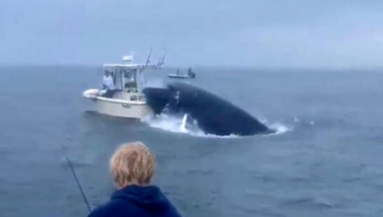 SHBA/ Momente paniku në det, balena del nga uji dhe përmbys varkën e peshkatarëve (VIDEO)