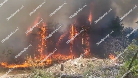 Korçë/ Zjarr në pyllin e Bodës në Maliq, zjarrfikësit po përpiqen të izolojnë vatrat! Në terren mbërrin edhe prefekti