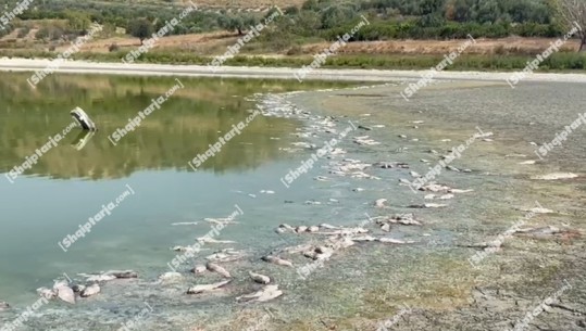 Vlorë/ Ngordhje masive e peshqve dhe e breshkave në Liqenin e Bestrovës, Inspektoriati i peshkimit nis hetimet, merr mostrat 