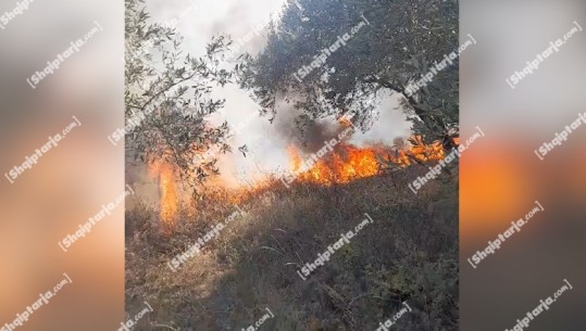 Situata nga zjarret/ Shkrumbohet plantacioni me 2 ha ullinj në Dimal! Në parkun Kombëtar të Prespës pritet ndërhyrja nga ajri! Shuhet zjarri në Malin e Tomorit