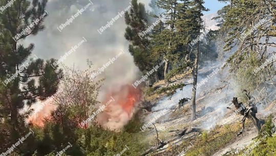 Situata nga zjarret/ Digjet plantacioni me 2 ha ullinj në Dimal! Në parkun Kombëtar të Prespës pritet ndërhyrja nga ajri! Shuhet vatra në Tomorr