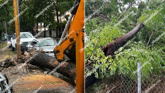 Moti i keq/ Era e fortë 'shkul' pemët në Shkodër, dëmtohet një makinë (FOTO)