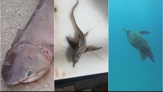 Speciet e rralla në Gjirin e Vlorës, peshq helmues, breshka fluturuese ...