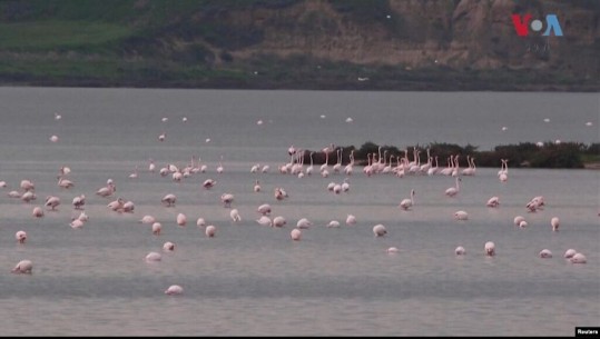 Shqipëri: Shtohen flamingot në Nartë, por e ardhmja e tyre e kërcënuar