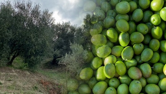 Berat, bie prodhimi i ullinjve, s’ka subvencione dhe as krah pune! Agronomi: Qeveria i ka braktisur fermerët