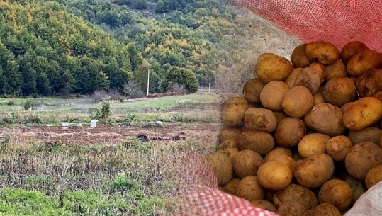 Librazhd/ Nuk gjen treg as patatja 'e famshme' e Stëblevës, shkak importi! Fermerët: Nuk ia vlen barra qiranë