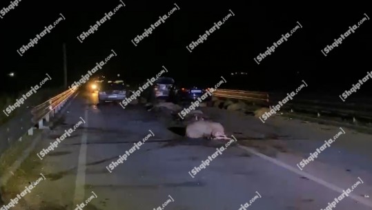 Fier/ Aksident i trefishtë i frikshëm në Levan-Pishporo, makina merr përpara 36 kokë dele! 4 të plagosur, tre prej tyre pasagjerë, pamjet nga vendngjarja (VIDEO)