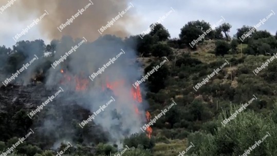 Vlorë/ Zjarr në një sipërfaqe me ullinjë, dyshohet i qëllimshëm! Rrezikohet një banesë (VIDEO)