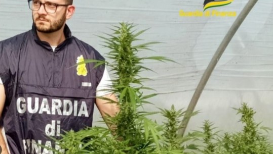 Itali/ Ktheu vilën trekatëshe në fermë marijuane, arrestohet 28-vjeçari shqiptar! E përshtati si laborator me pajisje të sofistikuara, sekuestrohen 90 kg drogë