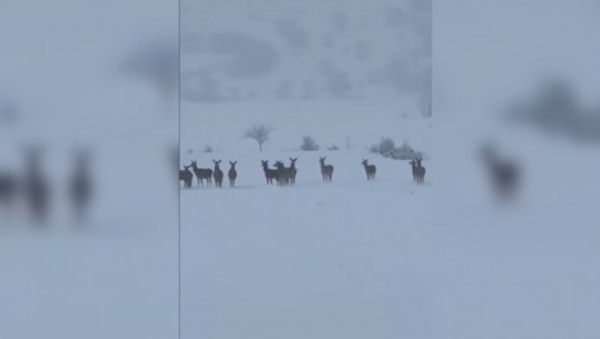 VIDEOLAJM/ Spektakli i një tufe drerësh në Itali, vrapojnë me shpejtësi mes dëborës