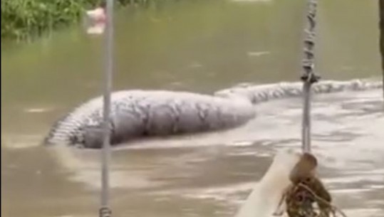 Tajlandë/ Një piton gjigand del nga ujërat pas përmbytjeve (VIDEO)