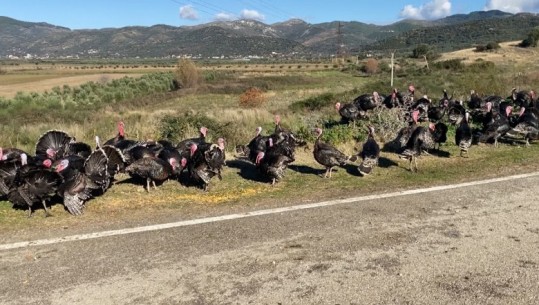 Fieri e Vlora pa tregje, gjelat e detit shiten në akset nacionale! Fermerët: Vështirësi për t’i rritur, u shtrenjtua misri