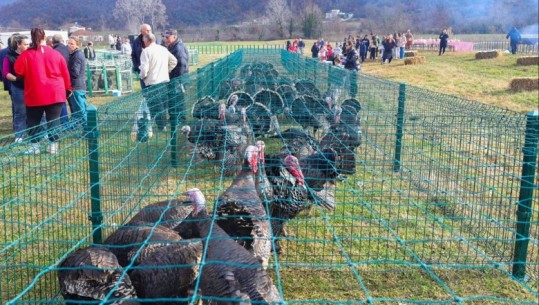 Hapet tregu i gjelave të detit në Baldushk, Veliaj: Konsumoni produktet lokale për të ndihmuar familjet e zonës