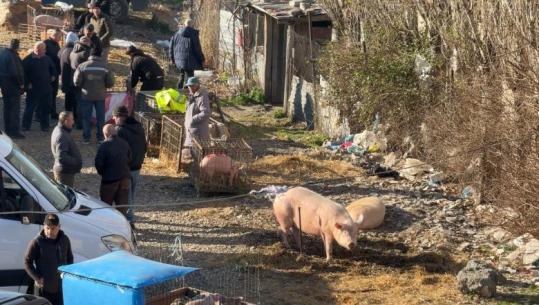 Murtaja e derrit, vijon tregtimi në Milot! Tregtarët sfidojnë autoritetet, qytetarët: Kemi frikë ta konsumojmë mishin