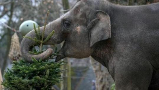 Gjermani/ Kafshët e kopshtit zoologjik hanë pemët e Krishtlindjes