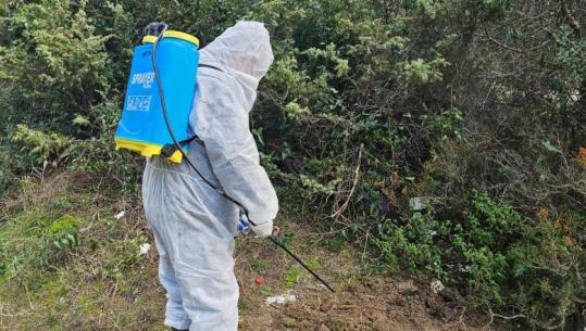 Gripi i shpendëve, 3 shpendë uji gjendjen të ngordhura në Lagunën e Karavastas, grupet e punës po monitorojnë fermat 