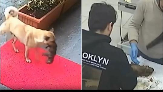 Prekëse, qeni endacak çon këlyshin e saj të sëmurë të klinika veterinare (VIDEO)