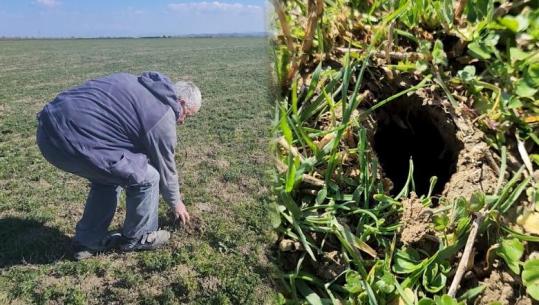 Brejtësit bëjnë ‘kërdinë’ në fushat e Myzeqesë e Maliqit, fermerët: të nisë spërkatja për shfarosjen e miut të arave 