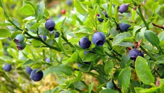 Boronicat, fruti i fuqishëm që përmirëson shëndetin mendor dhe fizik