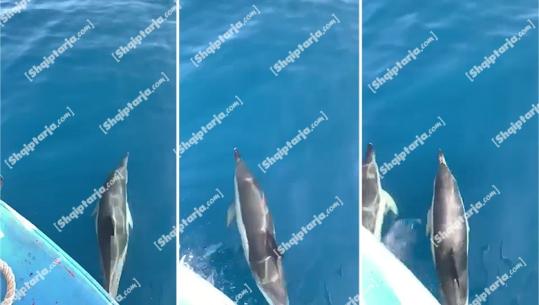 VIDEOLAJM/ Pamje mahnitëse, delfinët dhurojnë spektakël në Himarë