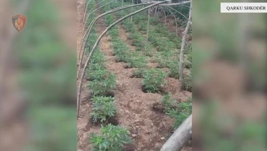 Asgjësohen 2936 bimë kanabisi në Shkodër, 4 persona nën hetim! S'dihen kultivuesit (VIDEO)