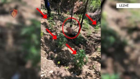 Lezhë/ 45-vjeçari kapet ‘mat’ duke vaditur kanabisin, vihet në pranga (VIDEO)