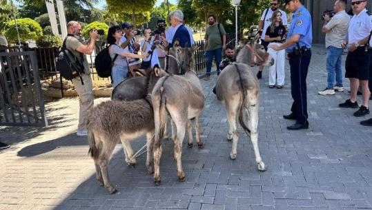 Kosovë/ Avokati sjell në Kuvend 4 gomerë: Simbolizojnë kryeneçësinë e politikanëve (VIDEO)