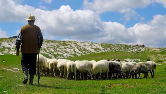 Me çfarë po ushqehemi? Ulet prodhimi bujqësor e blegtoral, tufat e bagëtive po ‘rrudhen’ (SHIFRAT)