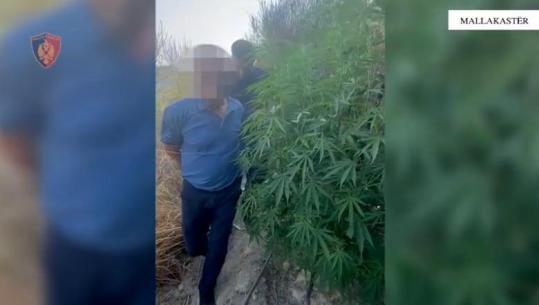 Mallakastër/ Kultivoi parcelën me hashash, ‘Koordinata’ kap mat 58-vjeçarin teksa kujdesej për bimët (EMRI+VIDEO)