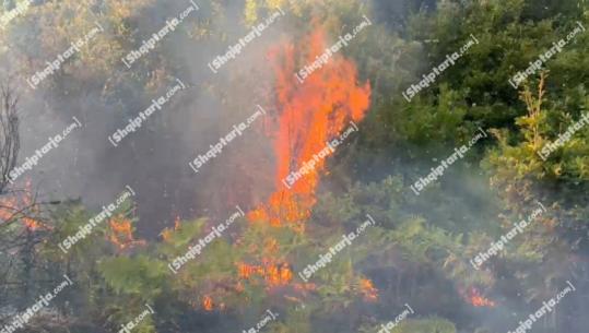 Devoll/ I vuri zjarrin nga pakujdesia një sipërfaqe toke në fshatin Miras, nën akuzë 50-vjeçari! Policia i gjen edhe dru të prera paligjshmërisht