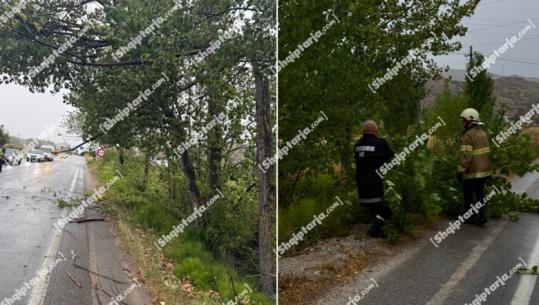 Maliq/ Era e fortë rrëzon pemët, bllokohen disa nga rrugët!