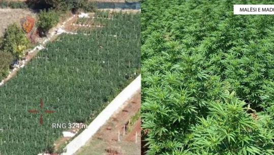 Kultivuan 5093 bimë kanabisi në Malësi të Madhe, arrestohen dy persona, dy vëllezër shpallen në kërkim 