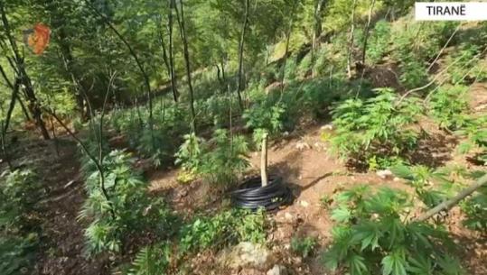 Tiranë/ Zbulohen 2 parcela me kanabis në fshatin Urë, ruheshin me kamera online. Arrestohet një kultivues, dy të tjerë në kërkim (EMRAT + VIDEO)