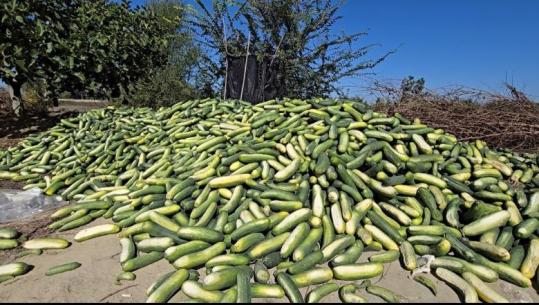 Fermerët e Roskovecit hedhin tonelata me kastravec: Prodhimi nuk shitet, kemi humbje të mëdha