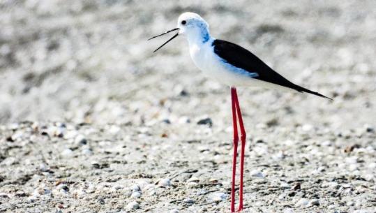 Dy të rinj shqiptarë, zbulim shkencor mbi studimin dhe ruajtjen e shpendëve të egër